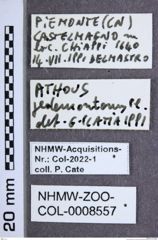 Etiketten zu Athous pedemontanus (NHMW-ZOO-COL-0008557)